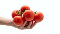 Fresh ripe red tomatoes held in cupped hands on white background, organic vegetables for healthy cooking and nutrition concepts.