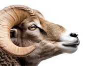 Majestic ram with curved horns in profile view against white background, close-up portrait showing detailed texture of wool and distinctive amber eye.