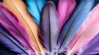 Colorful feathers arranged in fan pattern showing vibrant purple, blue, pink, and orange hues against dark background, creating soft textural composition.
