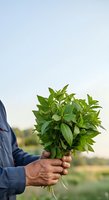 Farmer holding fresh green seedling with roots in agricultural field during daytime, suitable for farming, gardening, and sustainability concepts.
