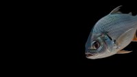 Silver fish with detailed scales and fins isolated on black background for marine biology education and seafood industry presentations.