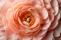 Delicate peach-colored ranunculus flower in full bloom showing layered petals and golden center stamens, captured in soft natural lighting with fine detail.