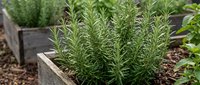 Fresh rosemary herbs growing in wooden raised garden bed for organic cooking and culinary gardening projects.