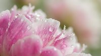 Delicate pink peony petals with morning dew drops in soft focus macro photography. Natural floral background for spring wedding invitations and romantic designs.