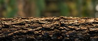 Detailed close-up of rough tree bark texture with natural brown patterns and deep grooves, perfect for nature backgrounds and organic design projects.