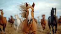 Palomino horse with flowing mane galloping in herd across dusty plain, leading group of wild horses running at sunset, dramatic action wildlife photography.