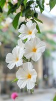 White morning glory flowers with yellow centers blooming on green vine stems, suitable for garden, nature, and floral design projects.