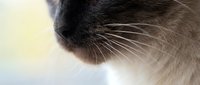 Close-up of a Siamese cat muzzle with long white whiskers, soft fur texture, and blurred background, capturing feline grace and detail.