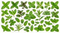 Assorted fresh mint and herb leaves isolated on white background, including peppermint, spearmint, and basil varieties for culinary, botanical, and wellness design projects.