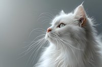 Elegant white Persian cat with long silky fur gazing upward against soft gray background, showcasing majestic profile and distinctive whiskers in gentle lighting.