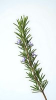 Fresh rosemary sprig with delicate purple flowers isolated on white background, ready for culinary, botanical, and design applications including packaging and marketing materials.
