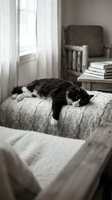 Black and white cat sleeping peacefully on knitted blanket in cozy bedroom with books and chair creating warm domestic atmosphere for pet lifestyle content.