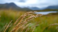 Wild grass seed heads swaying in mountain meadow with blurred peaks and lake in background creating peaceful natural landscape for outdoor recreation content.