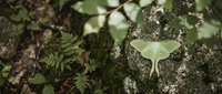 Pale green luna moth resting on moss-covered tree bark in natural forest habitat with ferns and foliage creating peaceful woodland scene.
