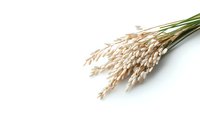 Dried white pampas grass bouquet on isolated background, natural botanical decor element for modern interior styling and floral arrangements.