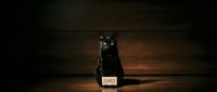 Black cat sitting with cardboard sign around neck against dark wooden background, mysterious feline portrait for Halloween or adoption campaigns.
