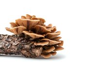 Cluster of brown oyster mushrooms growing on tree bark, isolated on white background for food photography and culinary design.