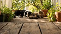 Adorable black and white kitten sleeping peacefully on wooden deck surrounded by lush green plants in terracotta pots during warm sunny day.