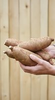 Hand holding fresh cassava roots against wooden background, suitable for agricultural, food, and farming industry publications.