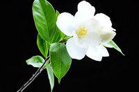 White gardenia flower with glossy green leaves isolated on black background, dramatic lighting highlights delicate petals and natural botanical details.