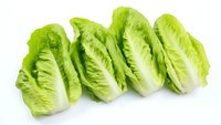 Fresh green romaine lettuce hearts arranged in row on white background, crisp leaves showing natural texture and vibrant color. Isolated food photography.