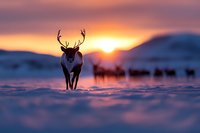 Majestic reindeer silhouetted against vibrant winter sunset, walking through deep snow with herd visible in background. Arctic wilderness landscape at dusk.
