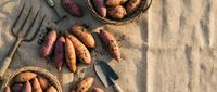 Fresh organic sweet potatoes with gardening tools and wicker baskets on sandy soil background for harvest season cooking and healthy nutrition concepts.