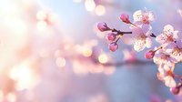 Pink cherry blossom branch with delicate petals and buds against soft blurred bokeh background in spring morning light, creating dreamy romantic atmosphere.