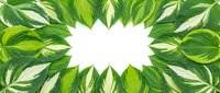 Lush green hosta leaves arranged in an oval frame with white copy space in the center, perfect for nature-themed banners and seasonal designs.