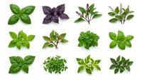 Isolated culinary and medicinal herbs collection featuring mint, basil, oregano, and parsley varieties on white background, ready for design, packaging, and educational use.