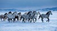Wild horses galloping through snowy winter landscape with mountains in background. Herd of horses running across frozen terrain in cold season.