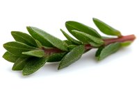 Fresh sage leaves on red stem with water droplets and soft texture, aromatic culinary herb isolated on white background for cooking and garnish designs.