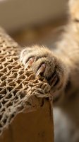 Cat paw with extended claws gripping textured rope surface in warm natural lighting for pet care and feline behavior concepts.