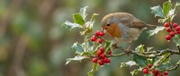 European robin perched on holly branch with bright red berries in winter garden setting for seasonal wildlife photography and nature designs.