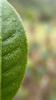 Green leaf covered with water droplets after rain, showing detailed vein texture and fresh natural foliage for environmental and nature design projects.