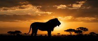 Majestic lion silhouette standing proudly against dramatic golden sunset sky with acacia trees on African savanna landscape creating powerful wildlife scene.