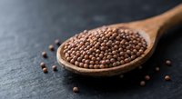 Coriander seeds in wooden spoon on dark slate surface. Aromatic spice ingredient for cooking, seasoning and culinary preparations in kitchen.