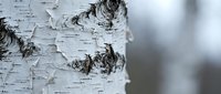 Close-up of white birch tree bark with natural peeling texture and dark markings against blurred winter background for nature photography and design projects.