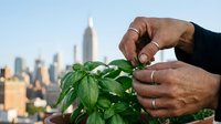 Young adult male with dark skin tone examining fresh green plant leaves with urban cityscape and skyscrapers blurred in background, representing sustainable urban farming, environmental conservation, and eco-friendly agriculture practices.