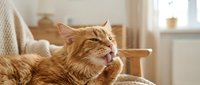 Orange tabby cat grooming paw on cozy blanket in sunlit living room. Domestic pet self-care and relaxation at home.