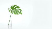 Single monstera deliciosa leaf in glass vase on white background. Minimalist tropical plant decor for modern interior design and home styling projects.