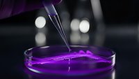 Laboratory scientist using pipette to drop purple chemical solution into petri dish for medical research and scientific analysis in modern lab.