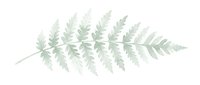 Delicate green fern leaf with intricate fronds isolated on white background for botanical designs, nature projects and organic branding materials.