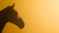 Majestic horse silhouette against golden sunset sky creating dramatic equestrian scene for western themed designs and nature photography projects.