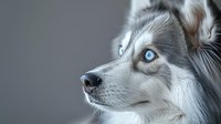 Striking close-up portrait of Siberian Husky with piercing blue eyes and silver-white fur against gray background, showcasing majestic profile and alert expression.