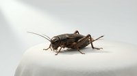 Cricket insect isolated on white background, suitable for educational materials, nature illustrations, pest control designs, and scientific publications.