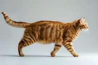 Ginger tabby cat with distinctive stripes walking gracefully in profile view against light gray background, showing full body length and natural feline movement pattern.