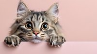 Curious gray tabby cat with big eyes peeking over edge against pink background, front paws visible, playful expression showing hunting behavior.