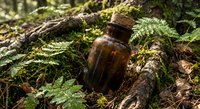 Vintage amber glass bottle nestled among moss and ferns on forest floor, natural herbal medicine concept for organic wellness and botanical remedies.