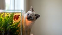 Curious cat with blue eyes peering over aquarium edge at fish swimming among aquatic plants, indoor pet scene.